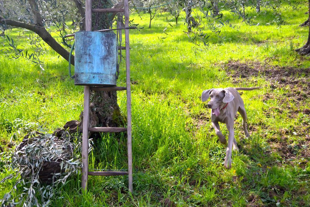 Monte A Pescia Villa Dış mekan fotoğraf